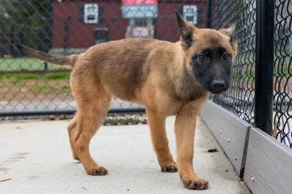 A baby large-sized female Belgian Shepherd / Malinois dog named Scoobydoo for adoption in West Chester, PA