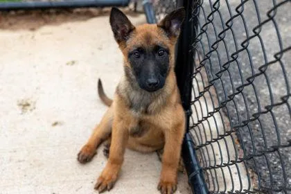 Scoobydoo thumbnail 3