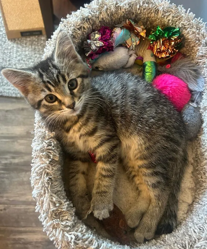 A baby medium-sized male Domestic Short Hair cat named Mo for adoption in Wintersville, OH