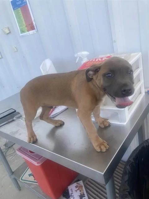A baby small-sized male Brown / Chocolate Pit Bull Terrier dog named Yipyip  URGENT for adoption in Thousand Oaks, CA