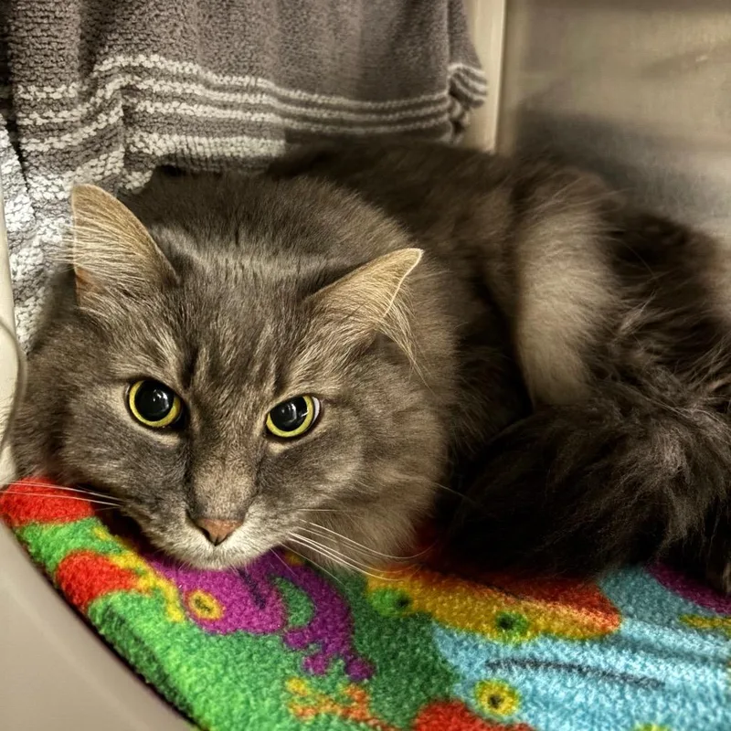 A senior medium-sized female Gray / Blue / Silver Domestic Long Hair cat named Luna for adoption in Grand Rapids, MI