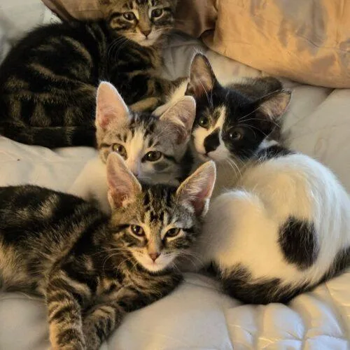A baby small-sized male Domestic Short Hair cat named Banjo for adoption in Kenosha, WI