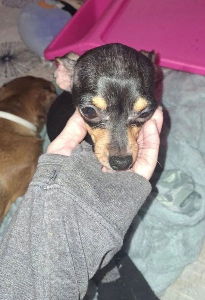 A young medium-sized female Chihuahua dog named Lil Bit for adoption in Columbia, TN