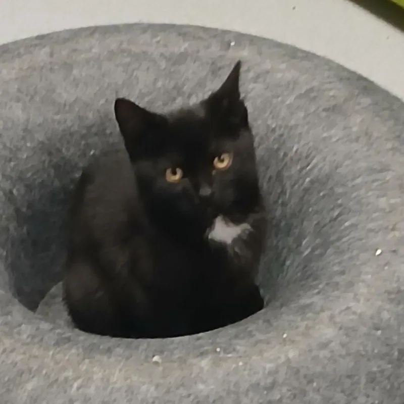 A baby small-sized male Black Domestic Short Hair cat named Noodle for adoption in Hampton Bays, NY