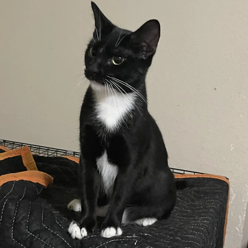 A young small-sized female Black & White / Tuxedo Domestic Short Hair cat named Betty Boop READY for adoption in Liverpool, TX