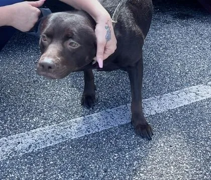 An adult large-sized female Mixed Breed dog named Ducee for adoption in Daytona Beach, FL