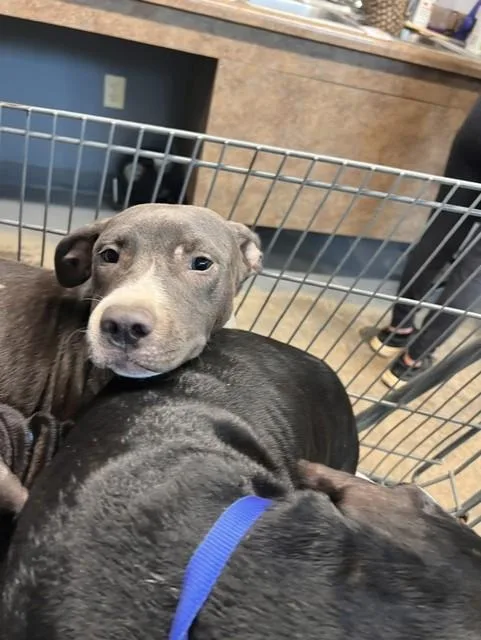 A baby medium-sized male Labrador Retriever dog named Athos for adoption in Tallahassee, FL