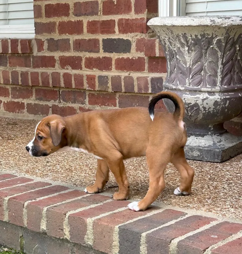 A baby large-sized female Hound dog named Pritti for adoption in Princeton, MA