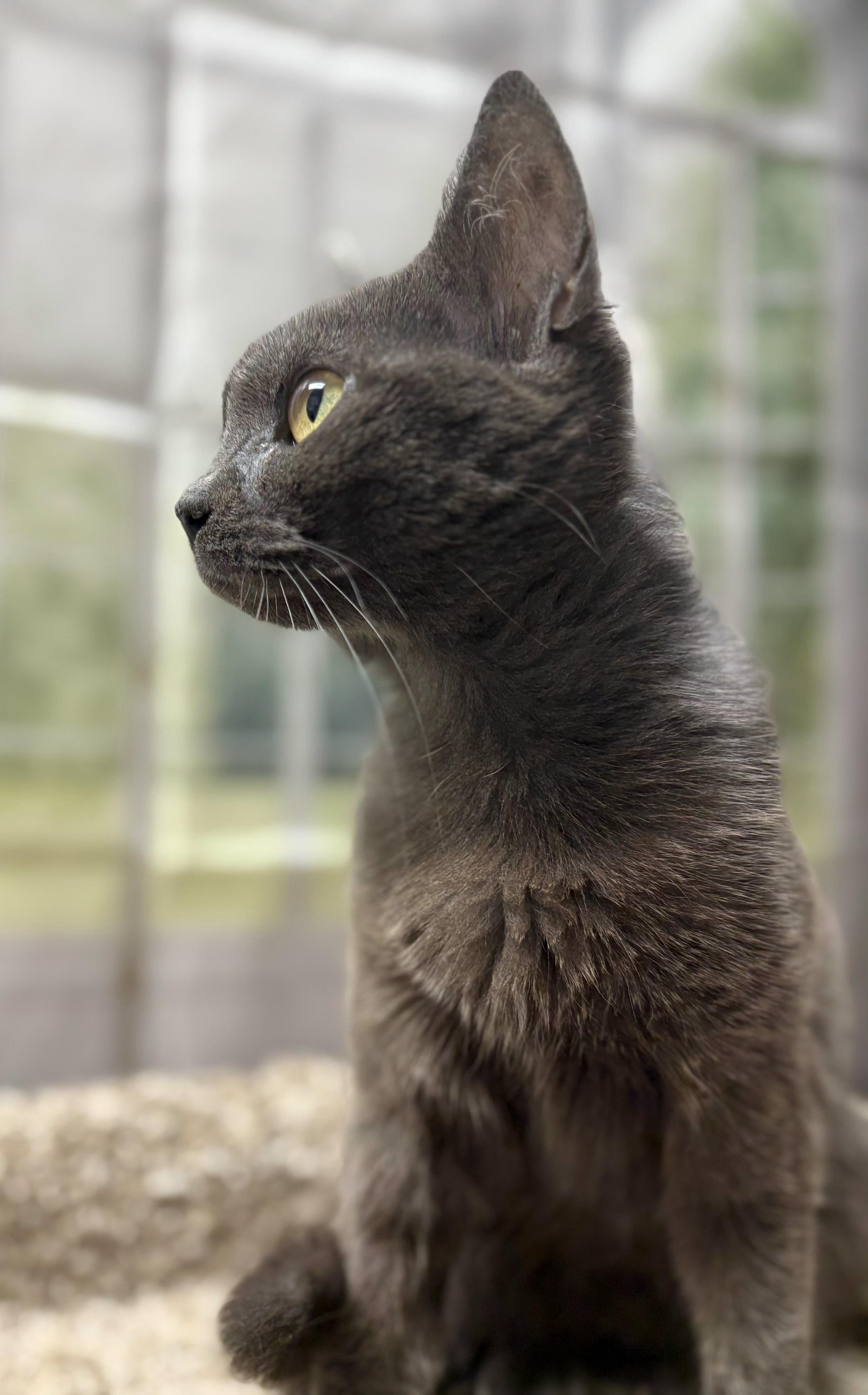 A young medium-sized female Russian Blue cat named Gracie for adoption in Aurora, NE