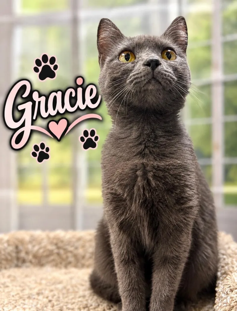 Gracie thumbnail 2