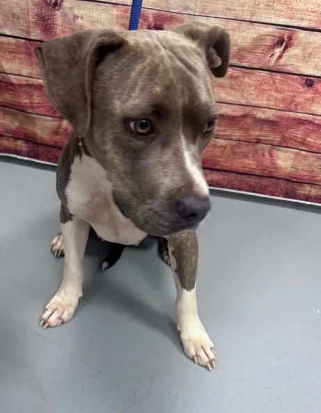 An adult medium-sized female Brindle Pit Bull Terrier dog named AC "Maxine" for adoption in Conyers, GA