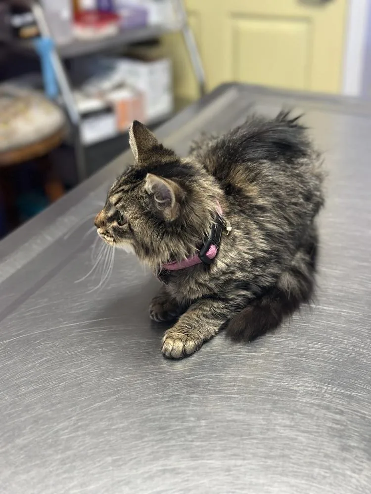 A baby small-sized female Maine Coon cat named JoJo for adoption in Crescent City, FL