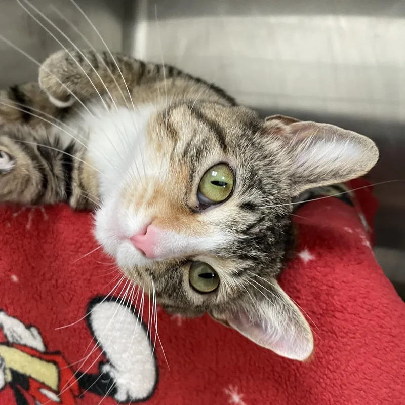An adult medium-sized female Torbie Domestic Long Hair cat named Tokai for adoption in Enfield, NH