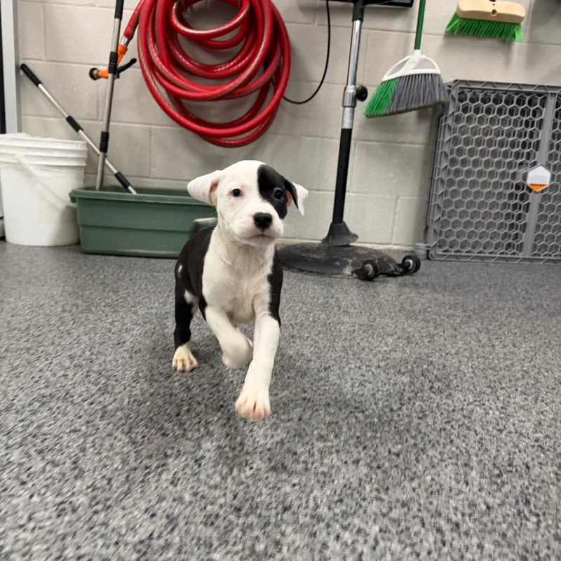 A baby small-sized female White / Cream Mixed Breed dog named Wanda for adoption in Grand Rapids, MI