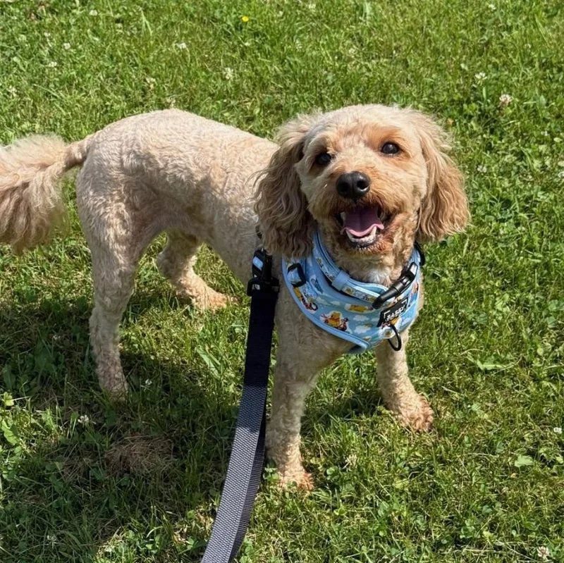 An adult small-sized male Brown / Chocolate Cavapoo dog named Cooper for adoption in Greensburg, PA