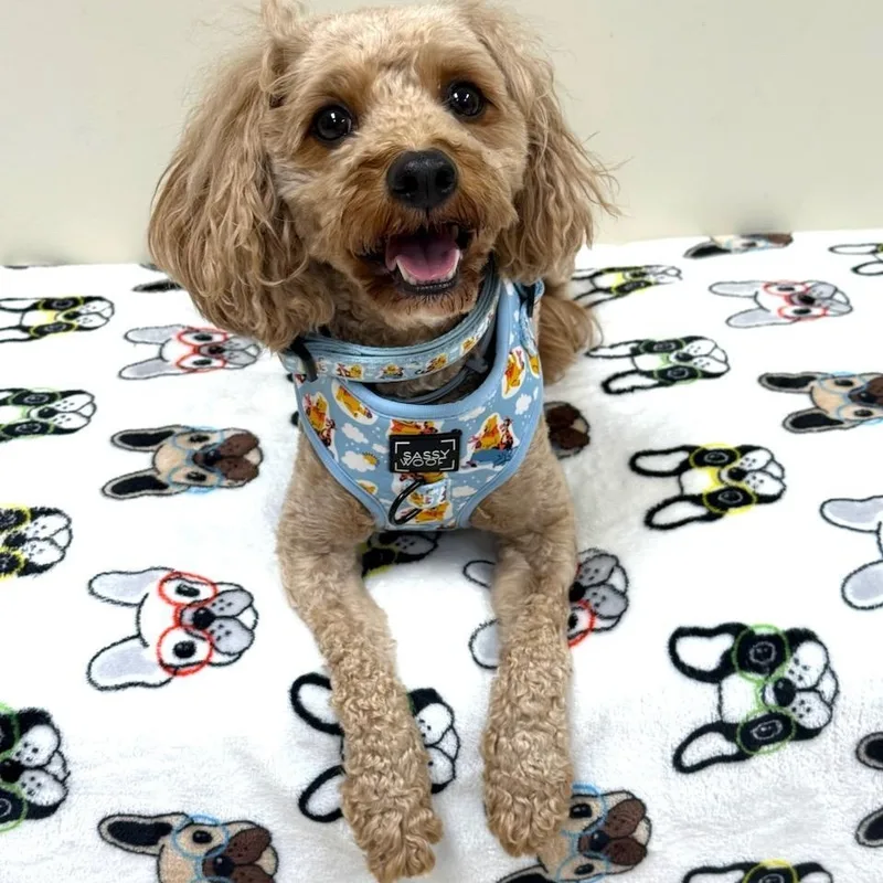 Cooper thumbnail 2