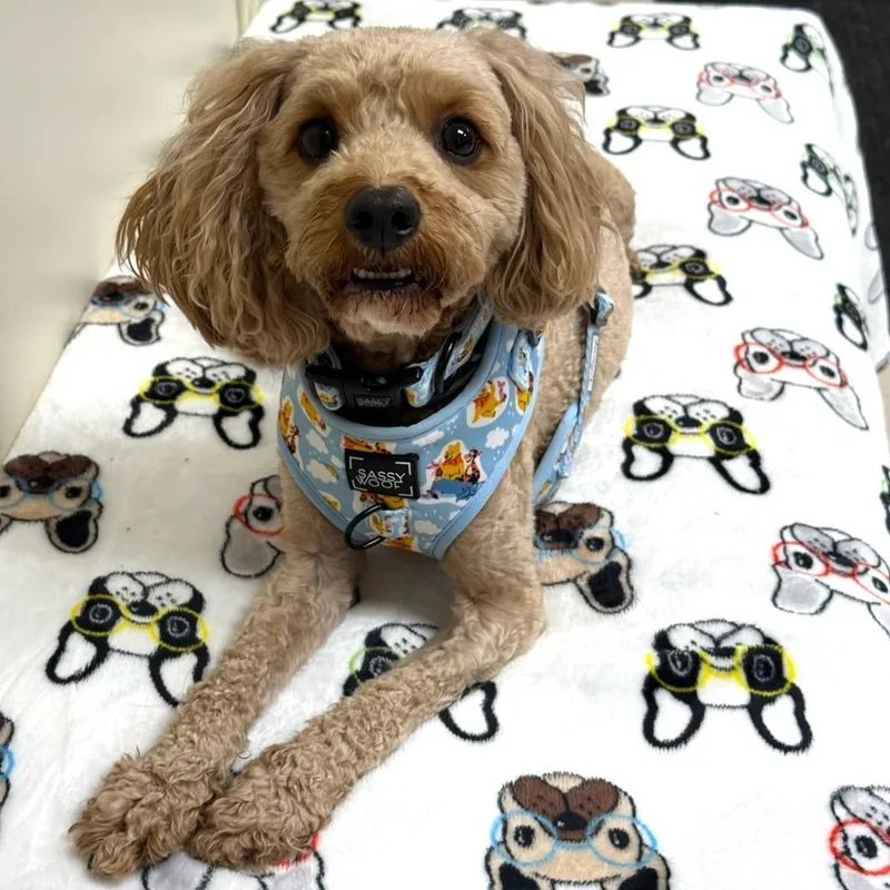 Cooper thumbnail 3