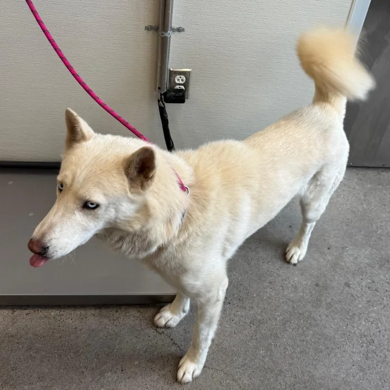 An adult medium-sized male Mixed Breed dog named Rey for adoption in Las Cruces, NM