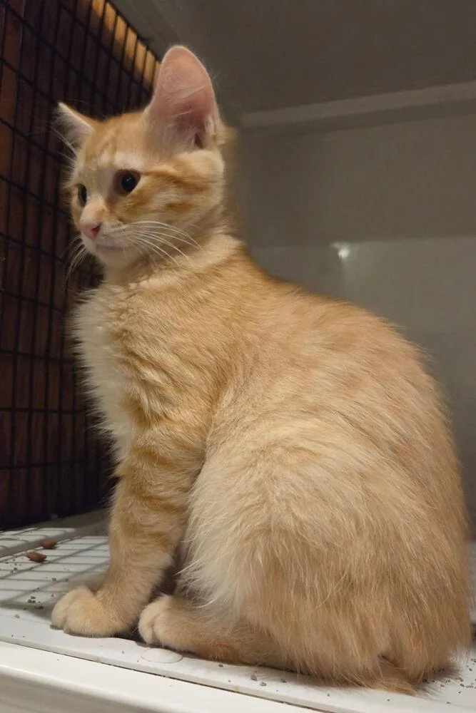 A baby small-sized male Orange & White Domestic Long Hair cat named Sparky for adoption in Dallas, TX