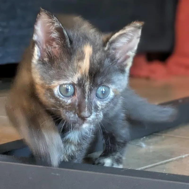 A baby small-sized female Black Domestic Short Hair cat named Cookie Monster for adoption in Austin, TX