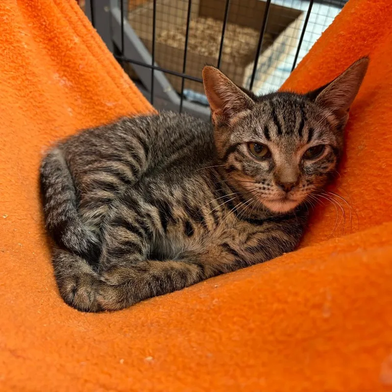 A baby small-sized female Brown / Chocolate Domestic Short Hair cat named Babo Botanicals for adoption in Westminster, CA