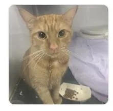 An adult medium-sized male Domestic Short Hair cat named Walker for adoption in West Chester, PA