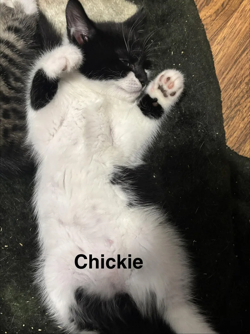 Chickie thumbnail 2