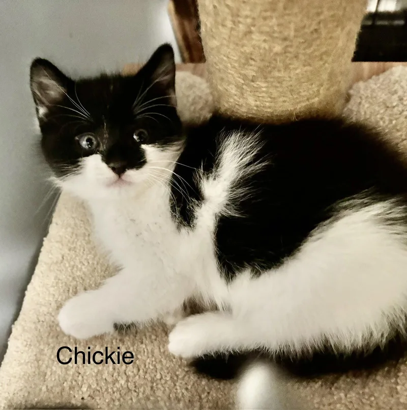 Chickie thumbnail 3