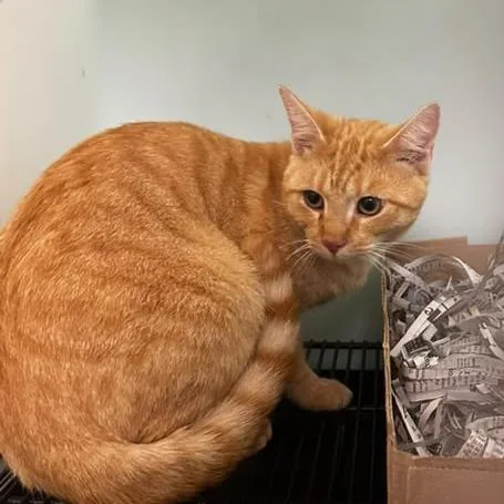 An adult medium-sized male Orange / Red Domestic Short Hair cat named Flaming Hot for adoption in Gadsden, AL