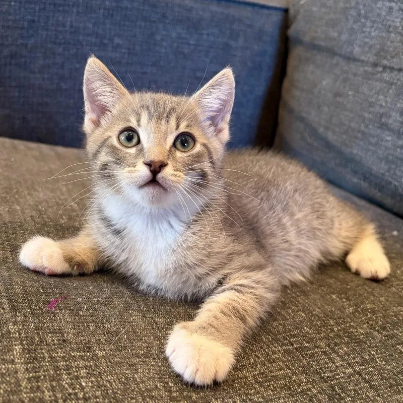 A baby small-sized male Gray / Blue / Silver Domestic Short Hair cat named Needle for adoption in Costa Mesa, CA
