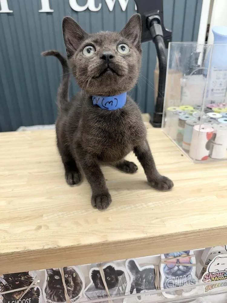 A baby small-sized male Black Domestic Short Hair cat named Luffy for adoption in Albany, WI