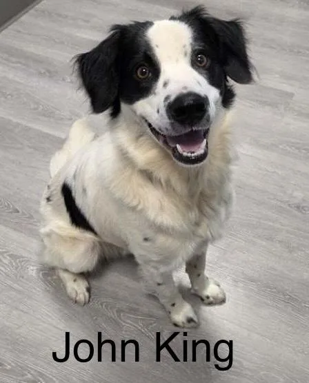 A young medium-sized male Black Border Collie dog named John King for adoption in Ulster, PA