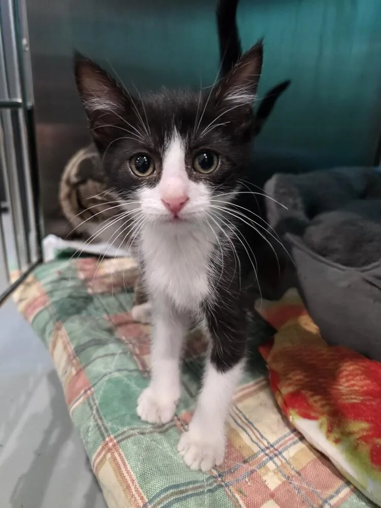A baby small-sized male Domestic Medium Hair cat named Donahue for adoption in Wellington, KS