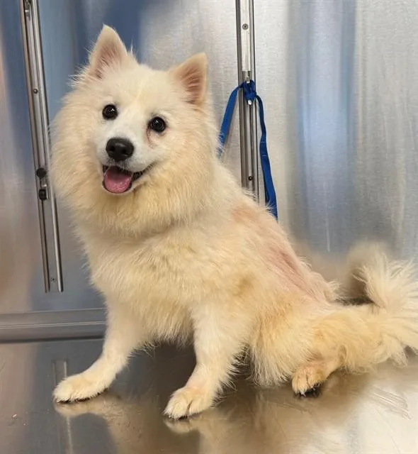 An adult small-sized female American Eskimo Dog dog named Cookie for adoption in Minneapolis, MN