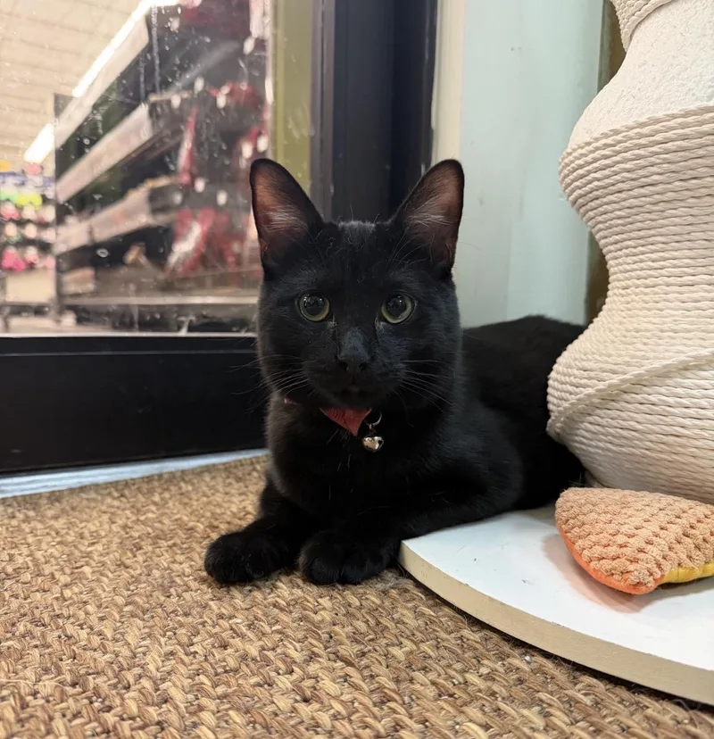 A baby medium-sized female American Shorthair cat named Pippin Joy friendly for adoption in Austin, TX