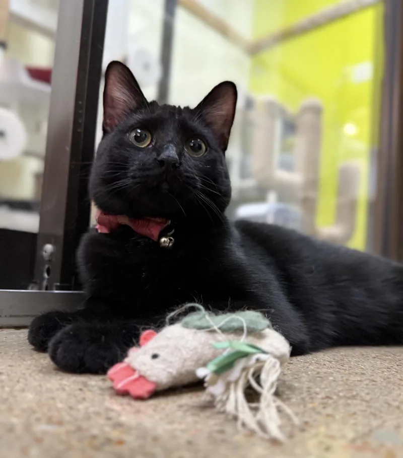 Pippin Joy  friendly thumbnail 4