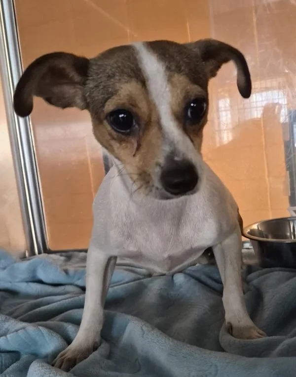 An adult small-sized female Chihuahua dog named Pen Barquana for adoption in Lawrenceville, GA