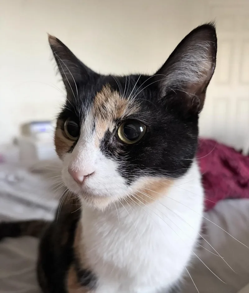 An adult medium-sized female Calico cat named Kiko for adoption in Chandler, AZ