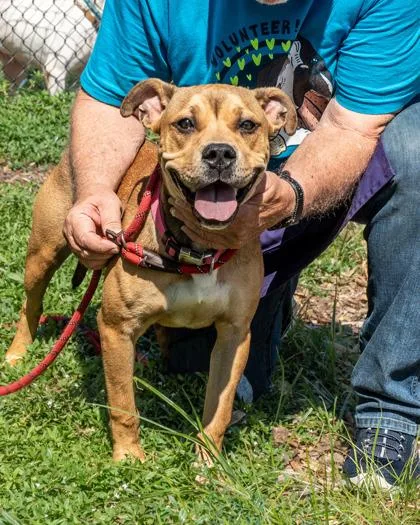 A young large-sized female Mixed Breed dog named Lyric for adoption in Chamblee, GA