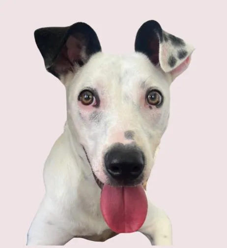 A baby medium-sized female Mixed Breed dog named Mercy for adoption in tampa, FL