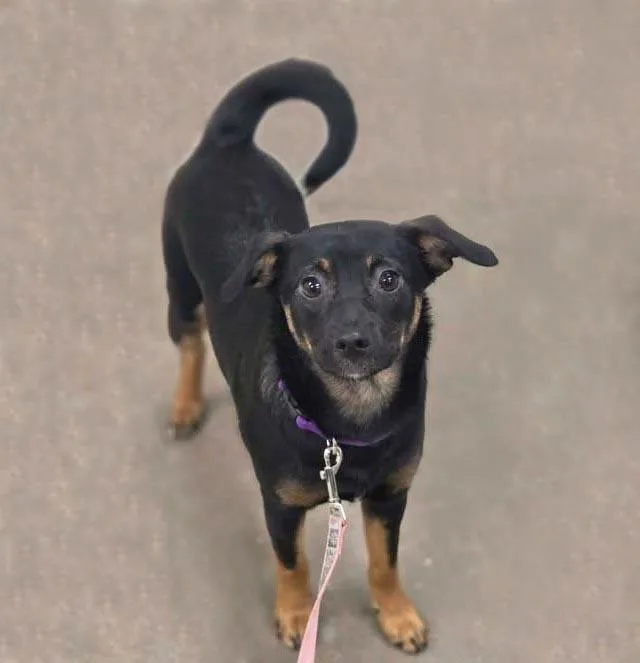 A young medium-sized female Australian Shepherd dog named Petunia for adoption in Plover, WI