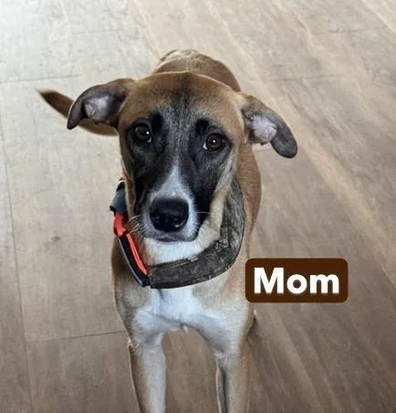 A baby medium-sized male Tricolor (Brown, Black, & White) Black Mouth Cur dog named Baby Rocky Blue for adoption in Washington, DC