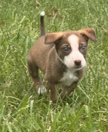 Baby Rocky Blue thumbnail 2