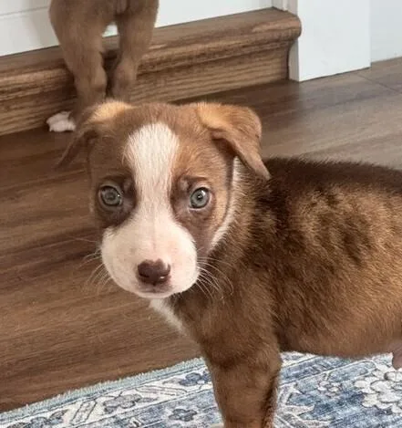 Baby Rocky Blue thumbnail 3