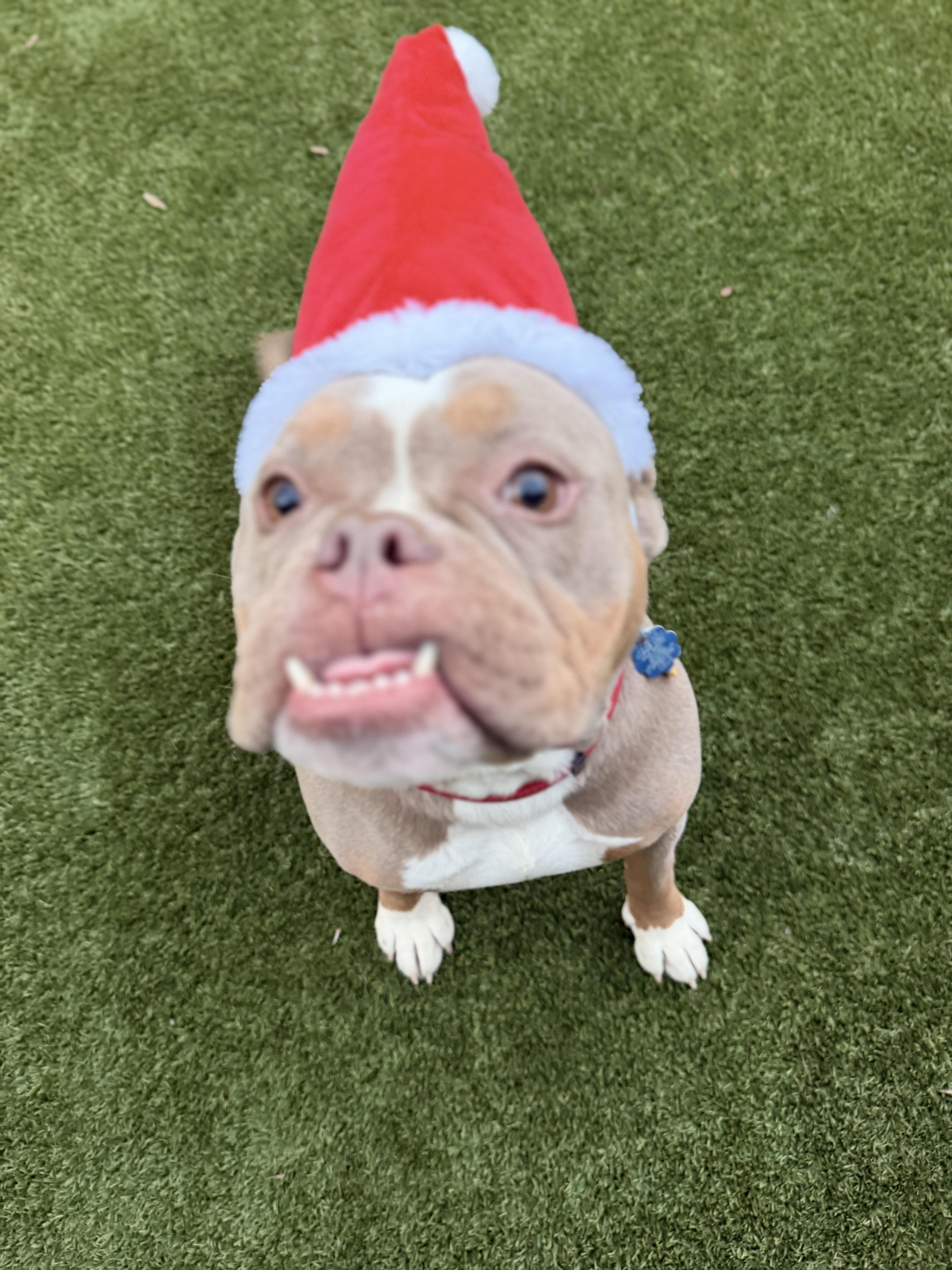 An adult medium-sized male American Bully dog named Gort for adoption in Gainesville, GA
