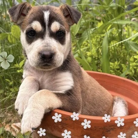 A baby small-sized male White / Cream Mixed Breed dog named Allosaurus for adoption in Buffalo, MN