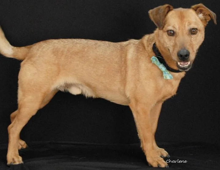 An adult small-sized male Red / Chestnut / Orange Feist dog named O'Malley for adoption in Newland, NC