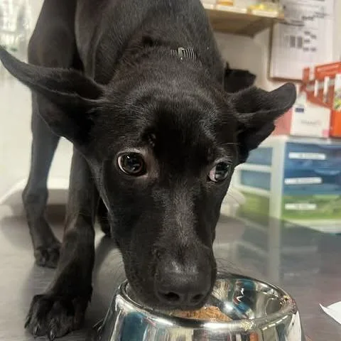 Moonslicer thumbnail 2