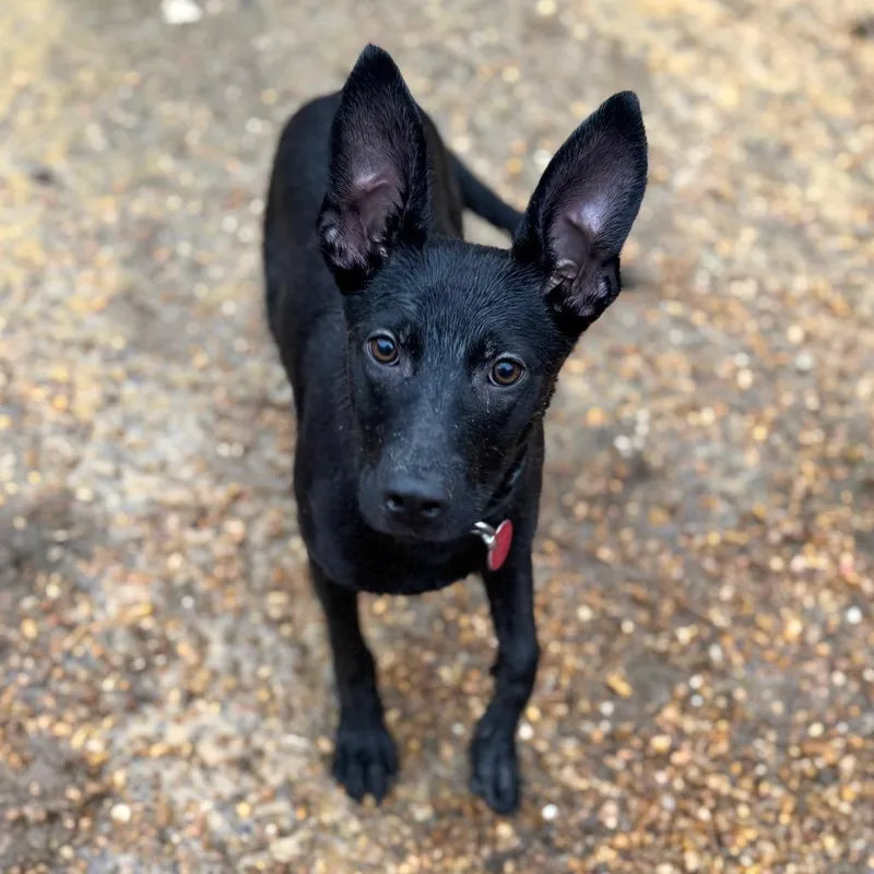 Moonslicer thumbnail 4