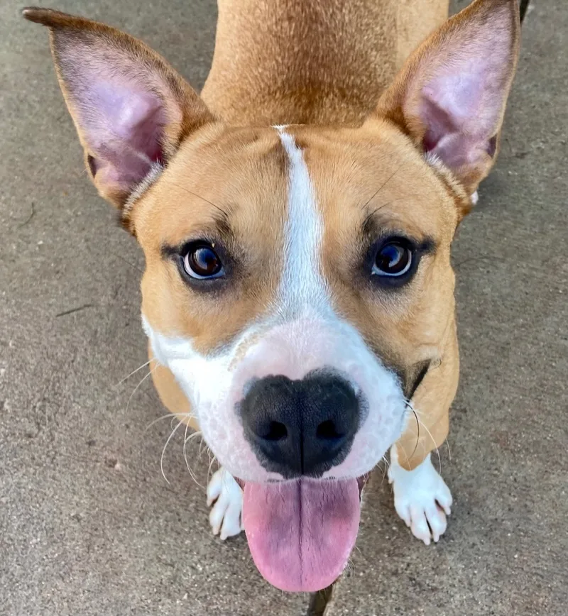 Ozzy Pawsborn thumbnail 2